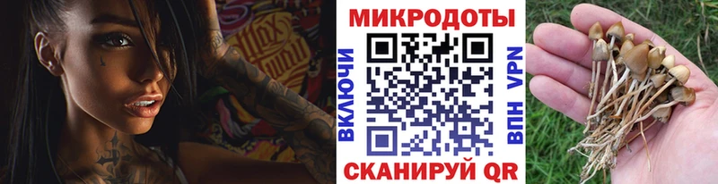 Псилоцибиновые грибы мицелий Ладушкин